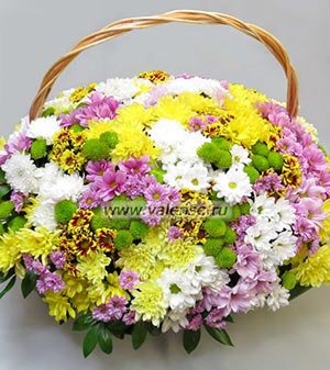 51 Хризантема