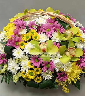 Хризантема, орхидея