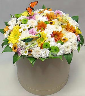 Хризантема микс