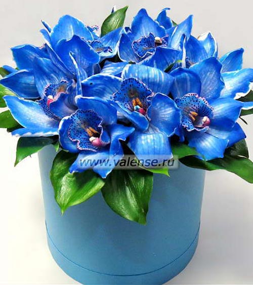Голубые орхидеи - доставка цветов Валенсе