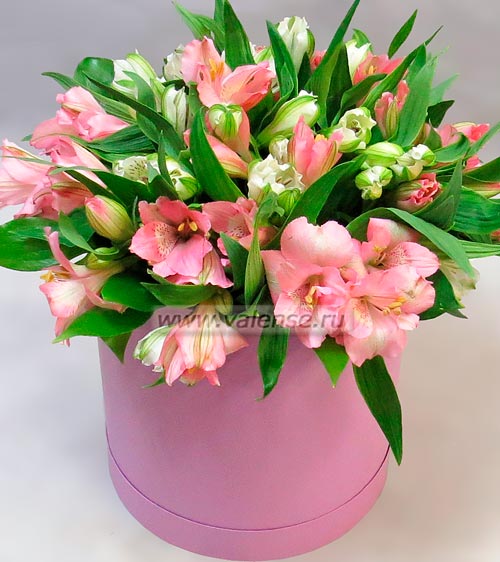 Альстромерия бело-розовая - доставка цветов Валенсе