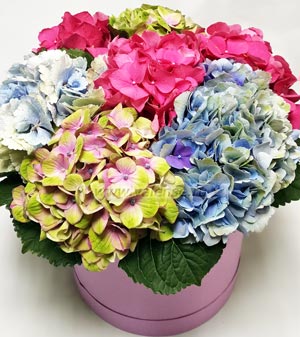 Гортензия микс