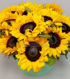 Коробочка Подсолнухов