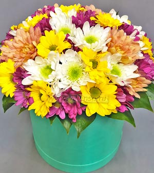 Хризантемы микс