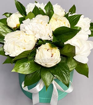 Пионы в коробке