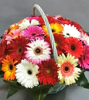 Герберы корзина