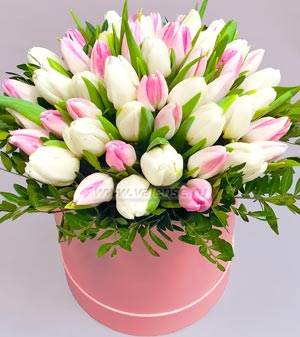 Тюльпаны нежные