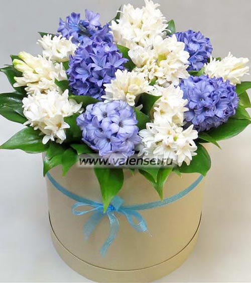 Гиацинты белые и синие - доставка цветов Валенсе