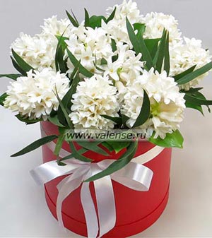 Гиацинты белые