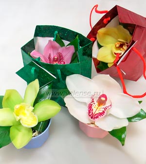 Орхидея в горшочке