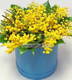 Мимоза в коробочке