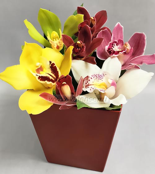 7 орхидей - доставка цветов Валенсе