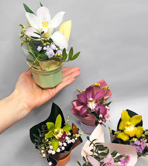 Горшочек с орхидеей - доставка цветов Валенсе вариант исполнения 2 