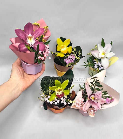 Горшочек с орхидеей - доставка цветов Валенсе вариант исполнения 1 