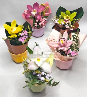 Горшочек с орхидеей