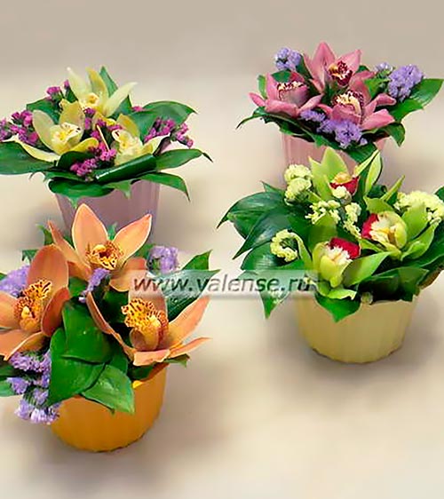 Горшочек орхидей - доставка цветов Валенсе
