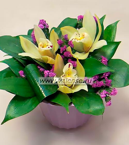 Горшочек орхидей - доставка цветов Валенсе вариант исполнения 2 
