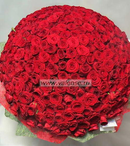 301 Роза 60см - доставка цветов Валенсе