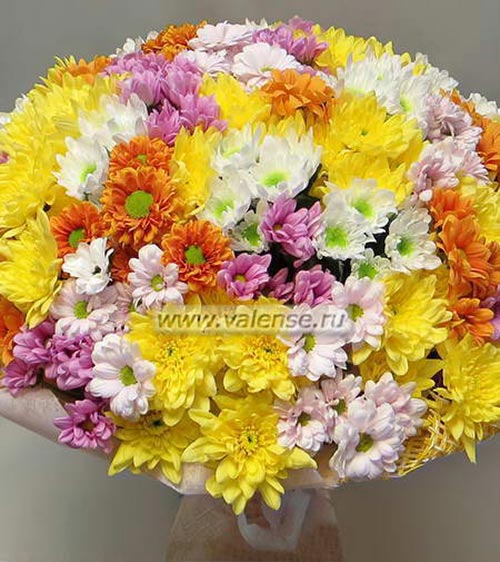 51 хризантема - доставка цветов Валенсе