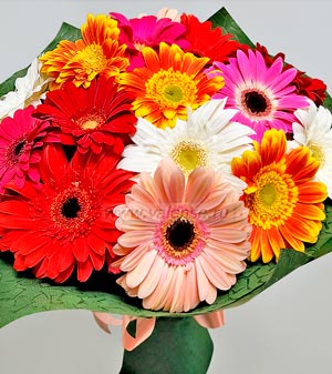 Гербера микс