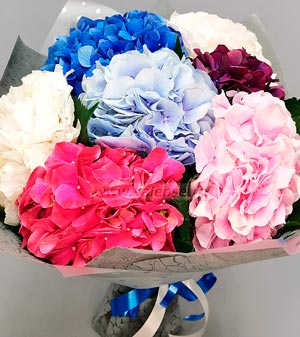 Гортензии микс