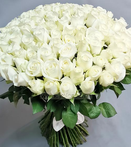 101 Роза белая 50см - доставка цветов Валенсе