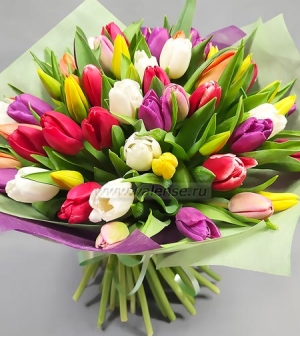 51 тюльпан микс