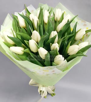 Белые тюльпаны