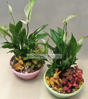 Горшечные от 300р